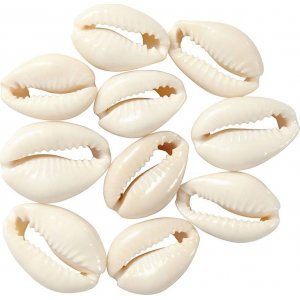 Coquillages - naturels - 12 pcs