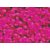 Pigment Sennelier 100G - Rose Fluo (-D 654)