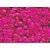 Pigment Sennelier 100G - Rose Fluo (-D 654)