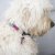 Mini Kit DIY Crochet, Collier pour Chien