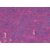 Pastel  l'huile Sennelier 5 ml - Violet Rouge (048)